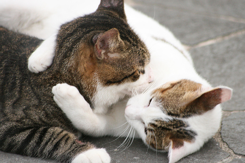 Cute Cats Hugging